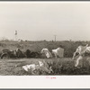 Laundry of migrant workers drying on mesquite brush, Edinburg, Texas