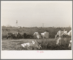 Laundry of migrant workers drying on mesquite brush, Edinburg, Texas