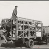 Mexican spinach cutters leaving for work in the fields, La Pryor, Texas