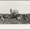 Spinach cutters making a "beeline" for the basket truck to secure supplies for their work, La Pryor, Texas