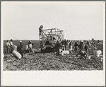 Spinach cutters making a "beeline" for the basket truck to secure supplies for their work, La Pryor, Texas