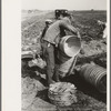 Stacking baskets to be carried into the spinach fields, La Pryor, Texas