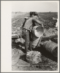 Stacking baskets to be carried into the spinach fields, La Pryor, Texas