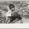 Young Mexican boy cutting spinach, La Pryor, Texas. Child labor is an accepted condition in the spinach fields