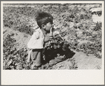 Young Mexican boy cutting spinach, La Pryor, Texas. Child labor is an accepted condition in the spinach fields