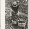 Loading baskets of spinach onto truck in fields, La Pryor, Texas