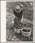 Loading baskets of spinach onto truck in fields, La Pryor, Texas