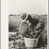 Inspecting quality of spinach, La Pryor, Texas