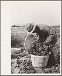 Inspecting quality of spinach, La Pryor, Texas