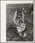 Mexican laborer contractors employ a checker who keeps track of number of baskets cut by each cutter, La Pryor, Texas. He also okays the baskets for shipping from fields