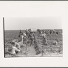 Scene in spinach field, La Pryor, Texas