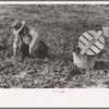 Cutting spinach in field, La Pryor, Texas