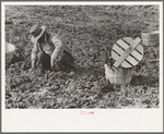 Cutting spinach in field, La Pryor, Texas