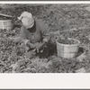 Mexican woman cutting spinach, La Pryor, Texas