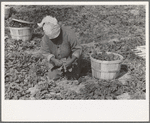 Mexican woman cutting spinach, La Pryor, Texas