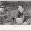 Mexican woman cutting spinach, La Pryor, Texas