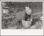 Mexican woman cutting spinach, La Pryor, Texas