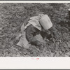 Young Mexican girl cutting spinach, La Pryor, Texas
