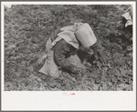 Young Mexican girl cutting spinach, La Pryor, Texas