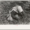 Young Mexican girl cutting spinach, La Pryor, Texas