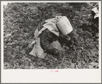 Young Mexican girl cutting spinach, La Pryor, Texas