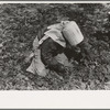 Young Mexican girl cutting spinach, La Pryor, Texas