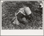 Young Mexican girl cutting spinach, La Pryor, Texas