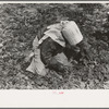 Young Mexican girl cutting spinach, La Pryor, Texas