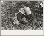 Young Mexican girl cutting spinach, La Pryor, Texas