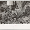 Closeup of Mexican girl cutting spinach, La Pryor, Texas