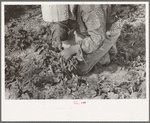 Closeup of Mexican girl cutting spinach, La Pryor, Texas