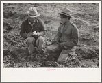 Checker of Mexican labor contractor talking to cutter, La Pryor, Texas