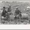 Mexican labor contractor and inspectors in the fields, La Pryor, Texas