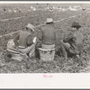 Group of Mexican field bosses in spinach field, La Pryor, Texas