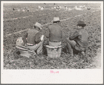 Group of Mexican field bosses in spinach field, La Pryor, Texas