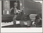 Loading strawberries into refrigerator car, Hammond, Louisiana