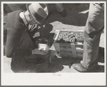 Federal inspection of strawberries, Hammond, Louisiana