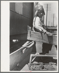 Son of Negro strawberry farmer at loading station, Hammond, Louisiana