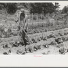 FSA (Farm Security Administration) client hoeing garden, Sabine Farms, Marshall, Texas