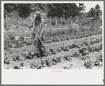 FSA (Farm Security Administration) client hoeing garden, Sabine Farms, Marshall, Texas