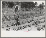 FSA (Farm Security Administration) client hoeing garden, Sabine Farms, Marshall, Texas