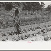 FSA (Farm Security Administration) client hoeing garden, Sabine Farms, Marshall, Texas
