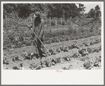FSA (Farm Security Administration) client hoeing garden, Sabine Farms, Marshall, Texas