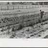 FSA (Farm Security Administration) client hoeing garden, Sabine Farms, Marshall, Texas