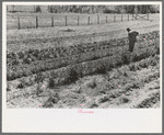 FSA (Farm Security Administration) client hoeing garden, Sabine Farms, Marshall, Texas