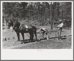 Getting ready to snake a log in land clearing operations, Sabine Farms, Marshall, Texas