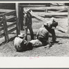 Activity in the branding pen on cattle ranch near Marfa, Texas
