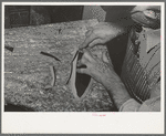 Skiving part of upper which fits onto heel of boot. Skiving is done in order to have small seams. Bootmaking shop, Alpine, Texas