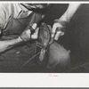 Sewing foot of boot onto sole of Goodyear welt system. Cowboy boot shop, Alpine, Texas