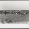 Cutting out calves for branding from the herd. Cattle ranch near Spur, Texas